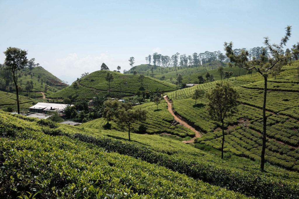 haputale tea mountain