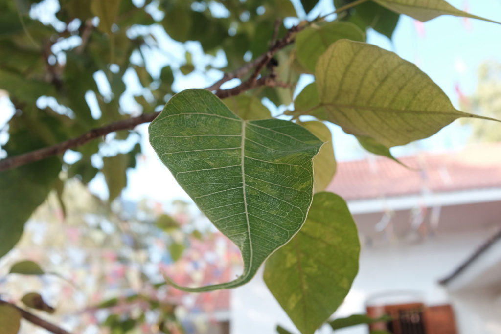 bodhi leaf