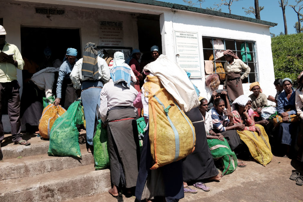 haputale tea pickers