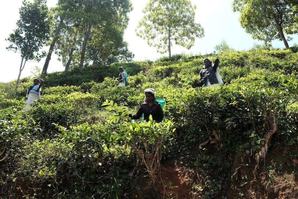 sri lanka tea pickers