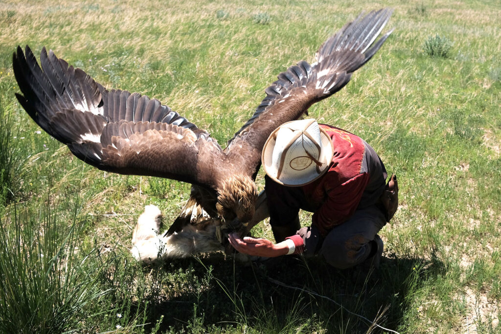 eagle hunting