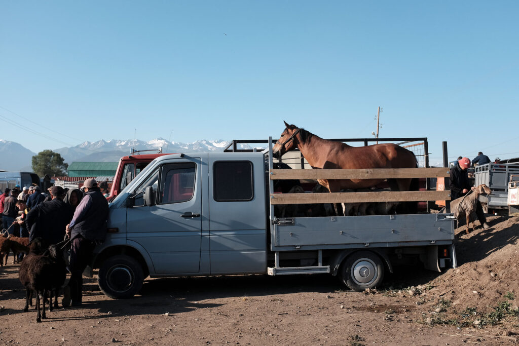 horse on the truck