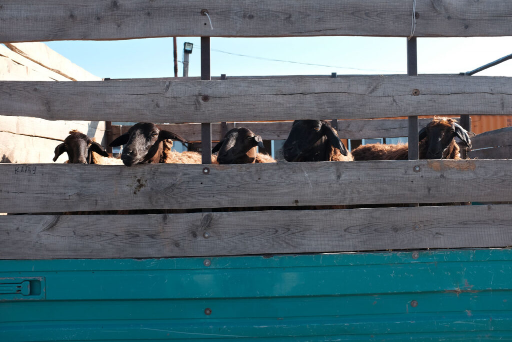 sheep on the truck