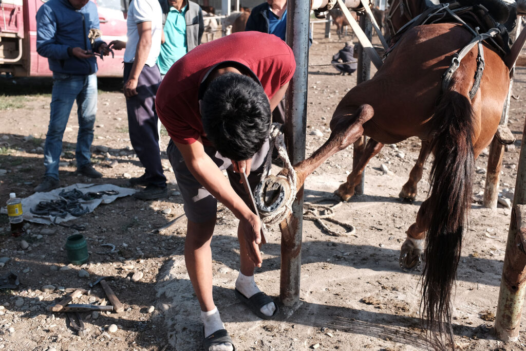 farrier