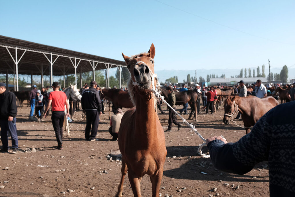 karakol horse