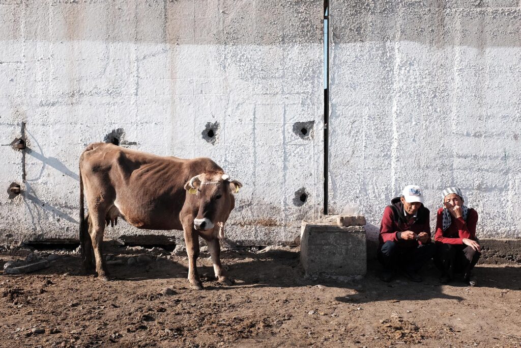 cow for sale