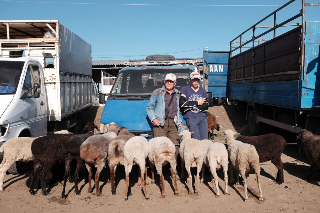 sheep for sale