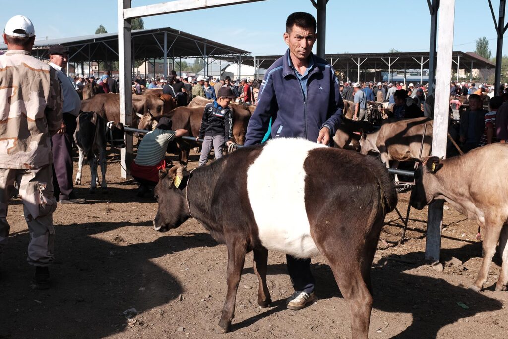 karakol cattle market