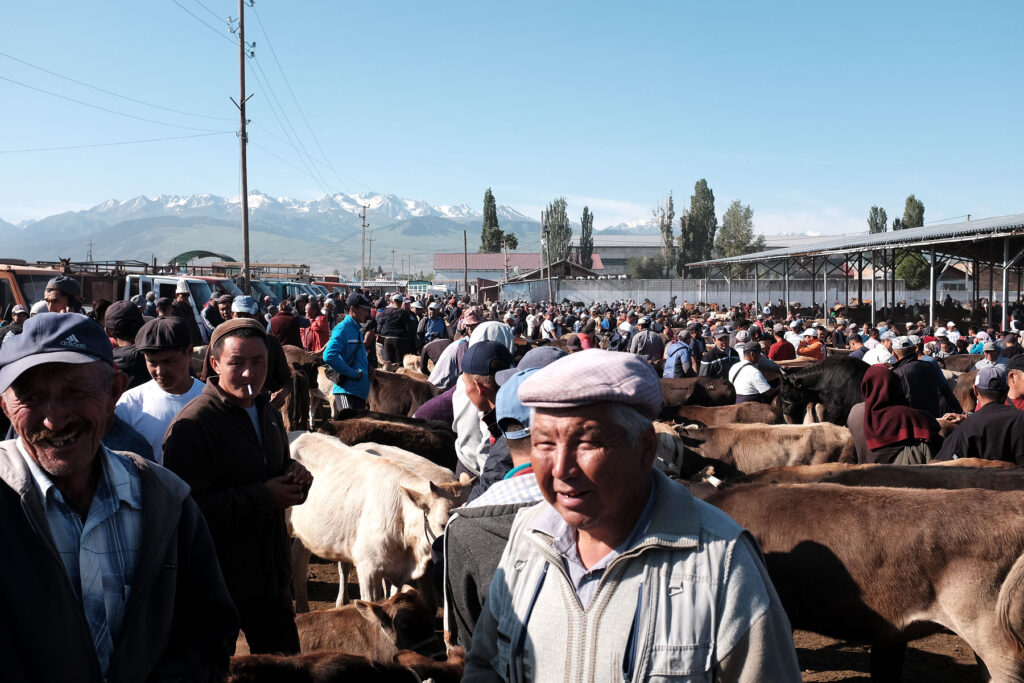 chaotic livestock market in karakol
