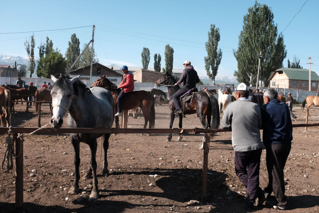 testing horses