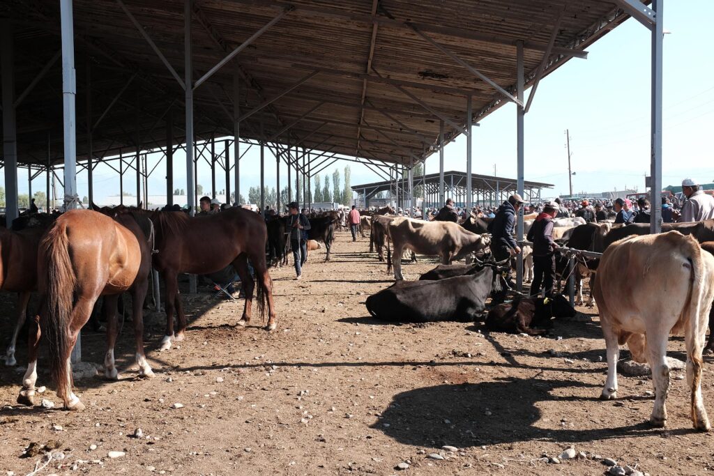 horses for sale