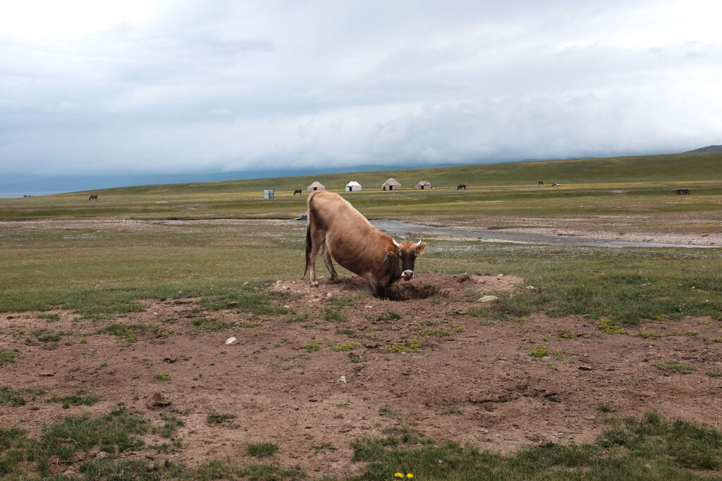 song-kul cow