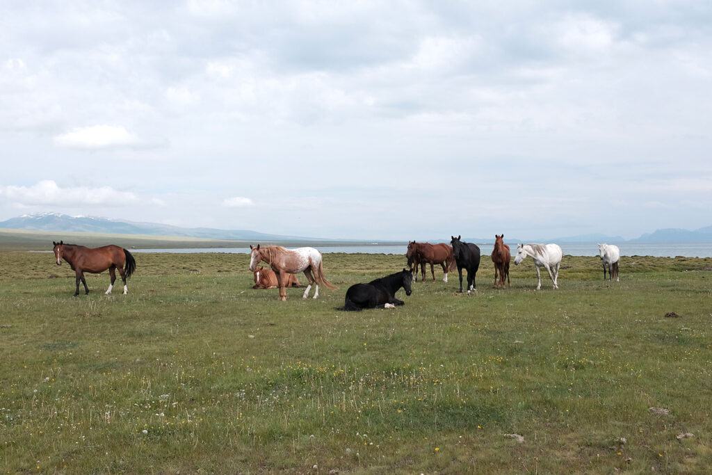 song-kul horses