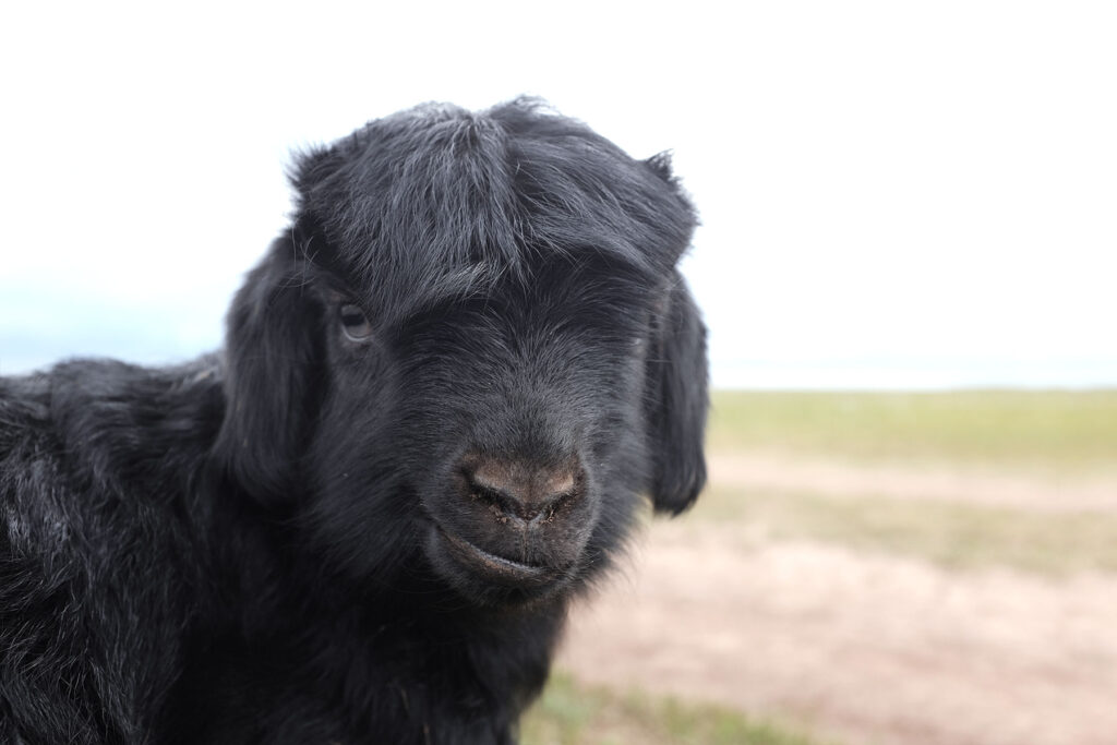 lamb baby