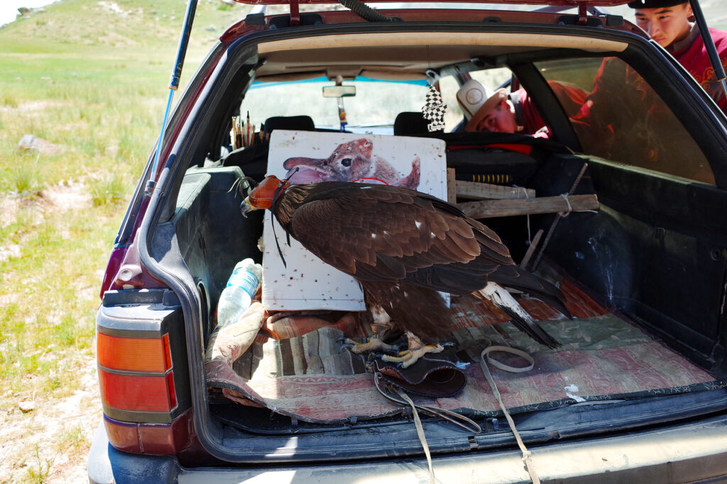bokonbayevo eagle