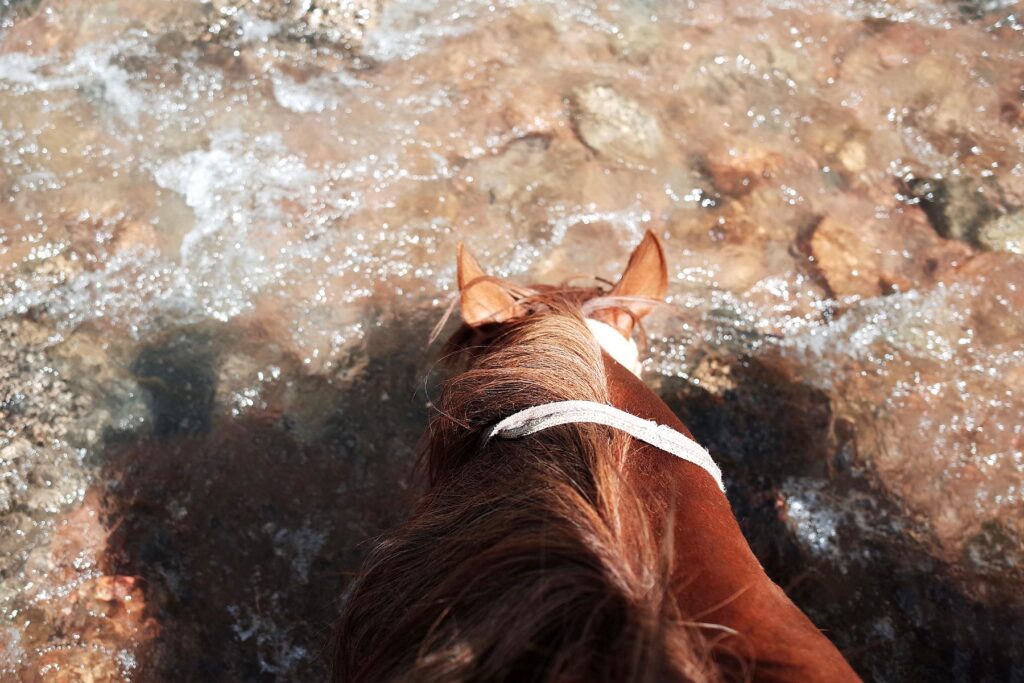 horse drinking water