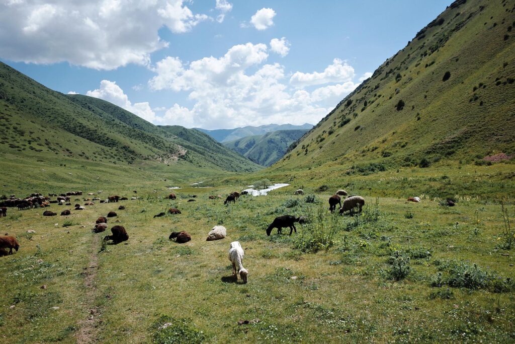 mountain lambs