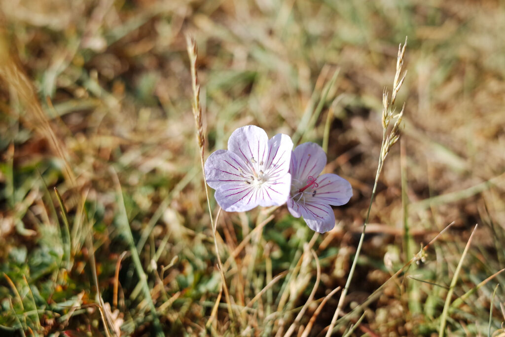 song-kul flowers