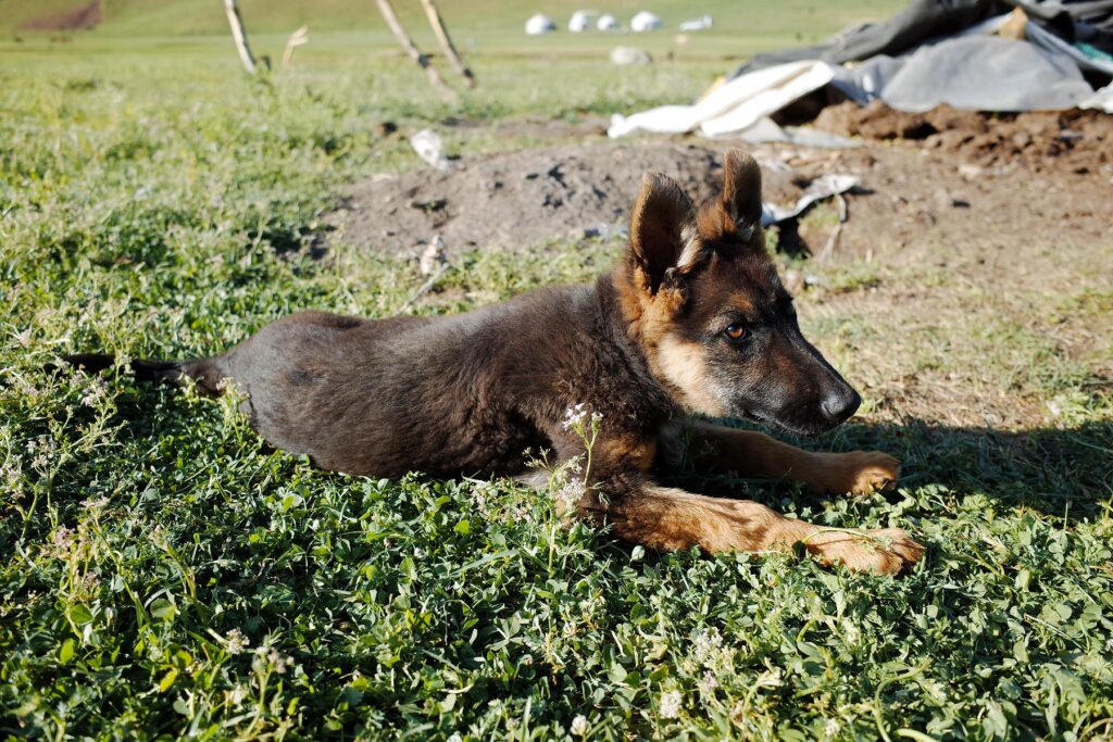 nomad dog
