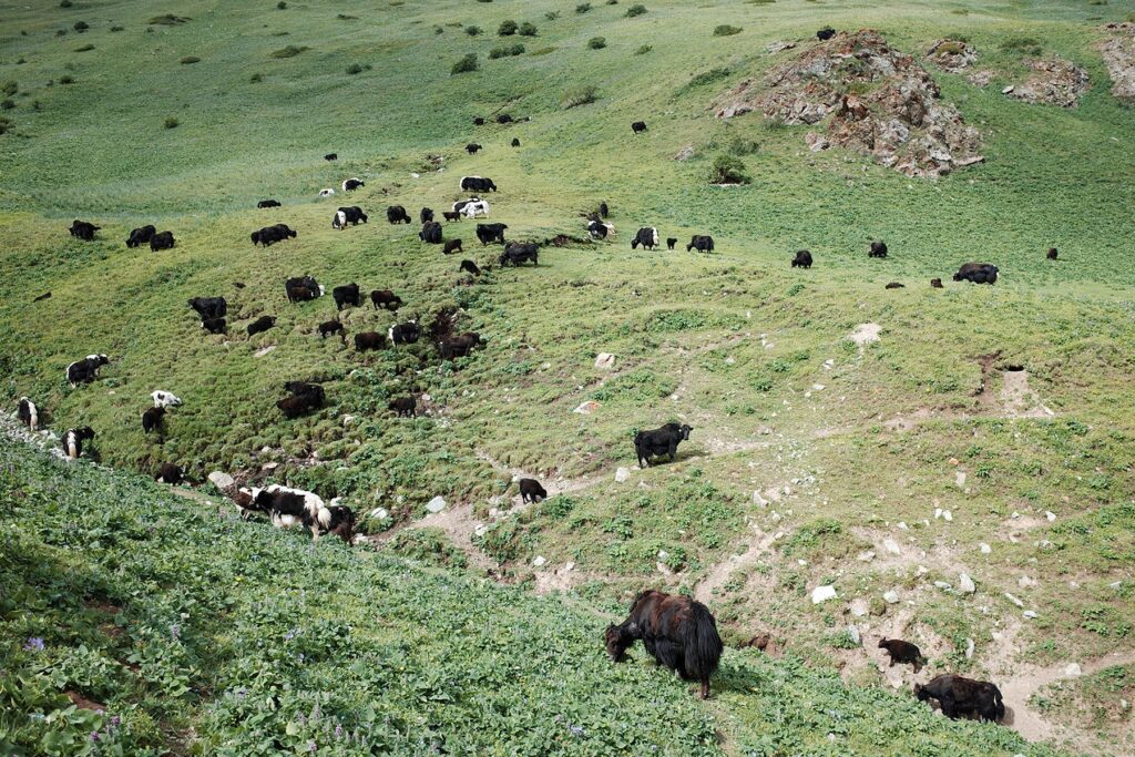 mountain yaks