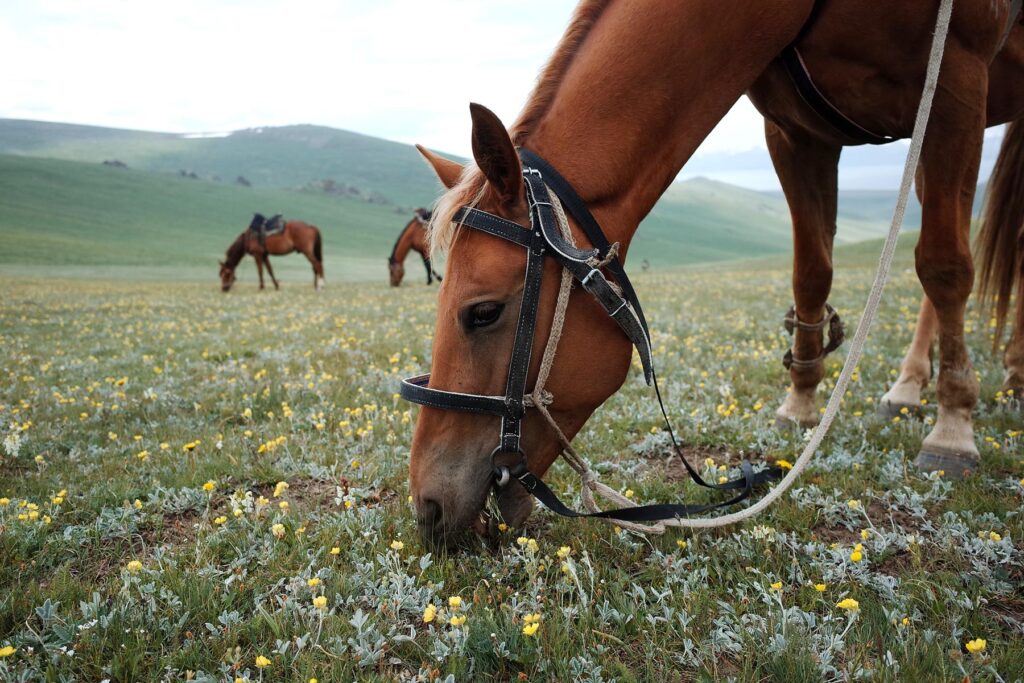 horse eating grass