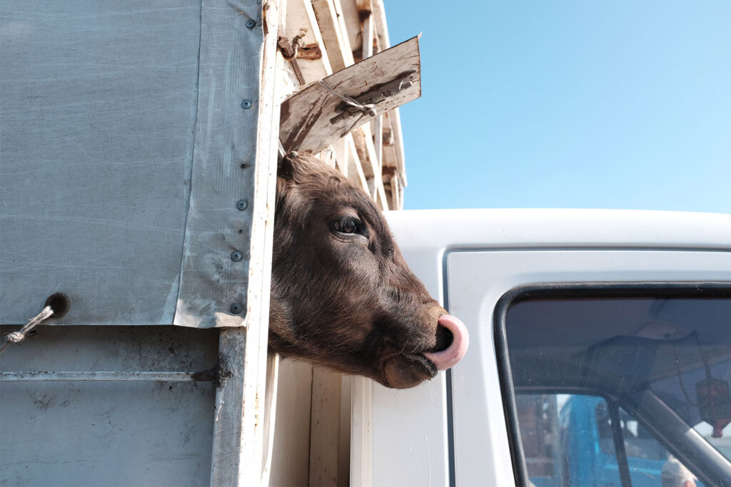 cow on the truck