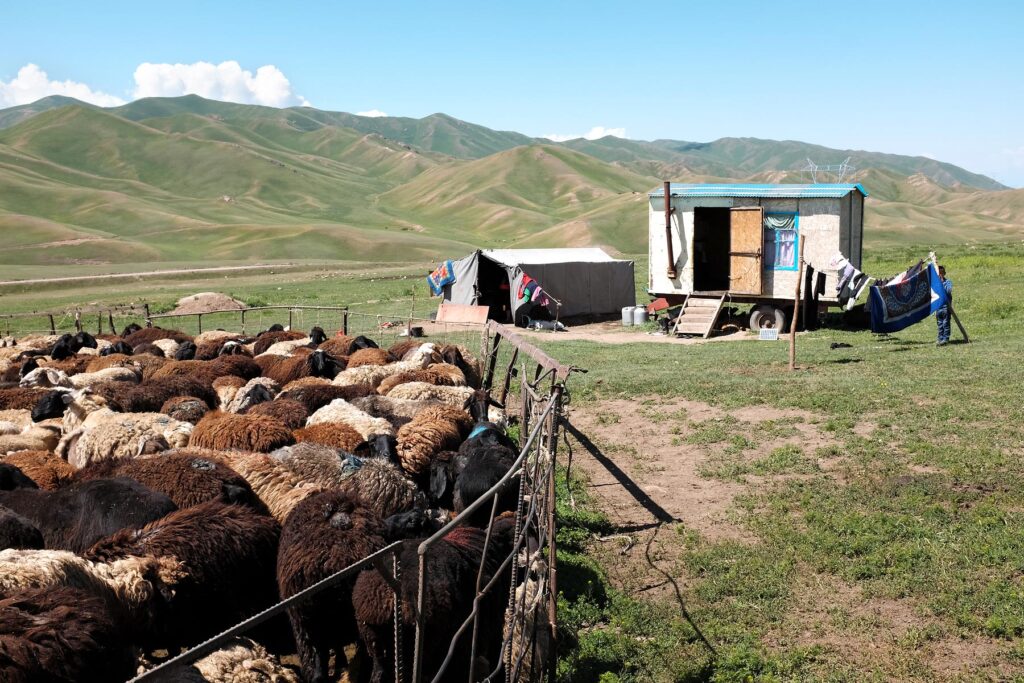 sheepfold