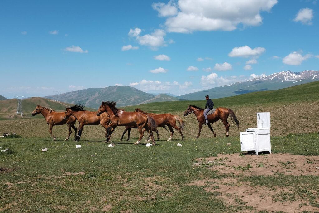 horses on grassland