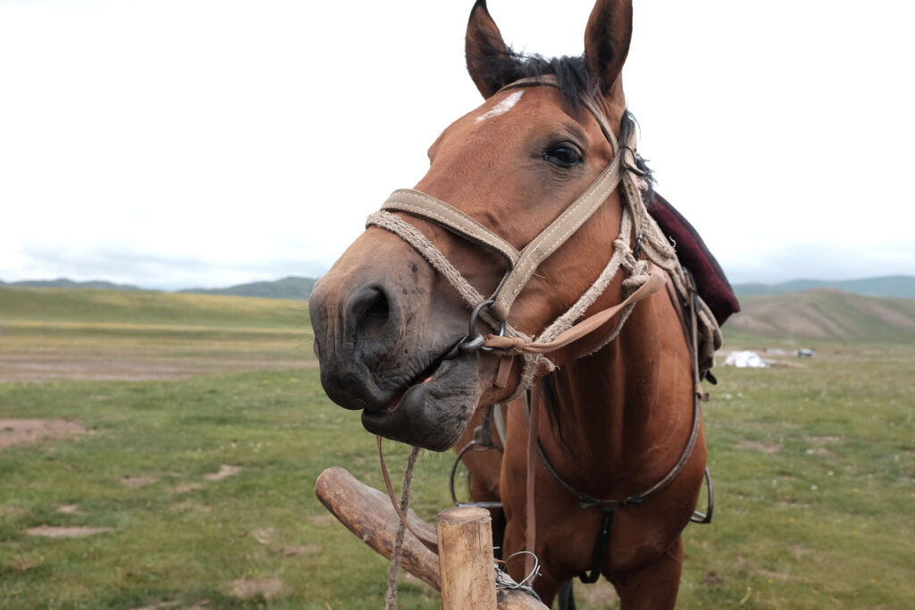 song-kul horse